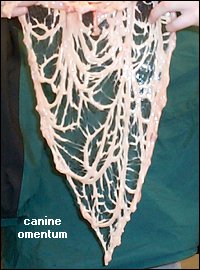 Omentum Cancer Dog